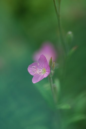 昨日、校庭で。