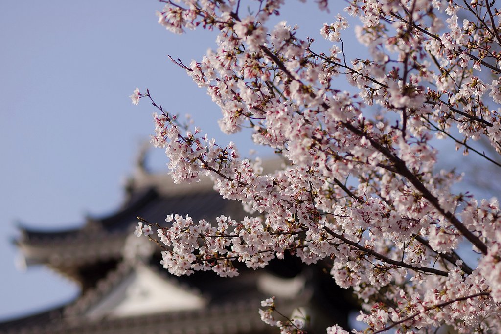 我町の桜ポイント