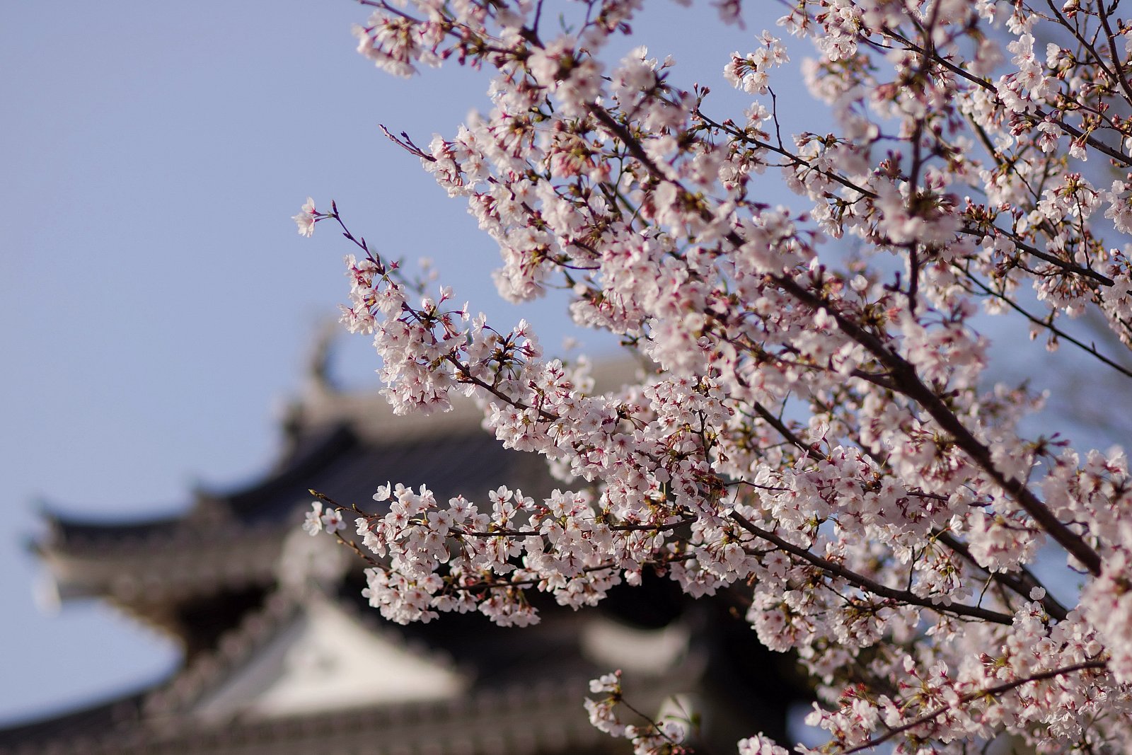 我町の桜ポイント