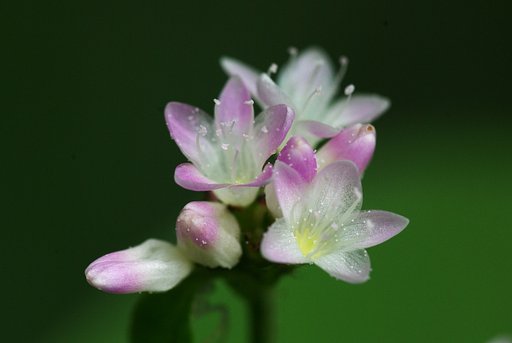 薄紙細工