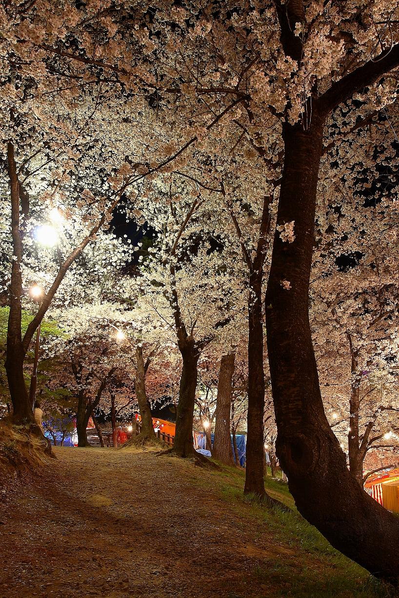 夜桜