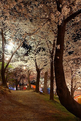 夜桜