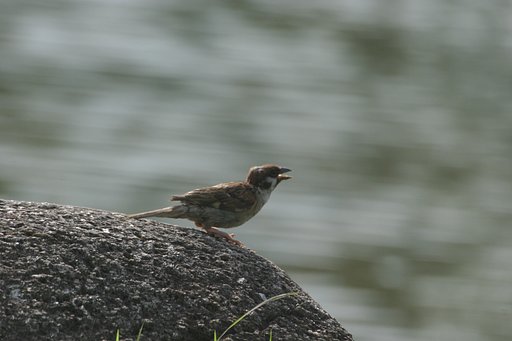 よっしゃ〜〜　へっ！