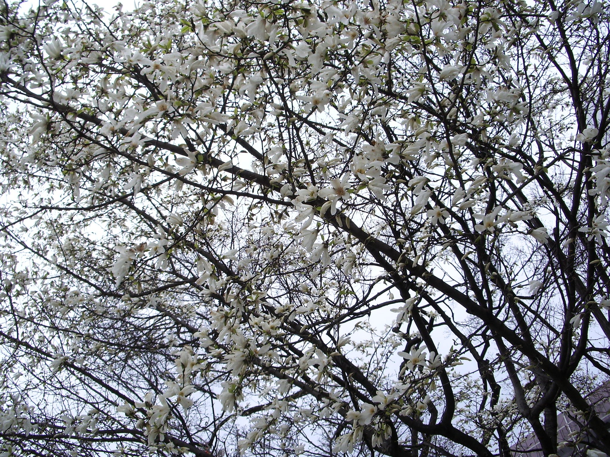 蕾が・・