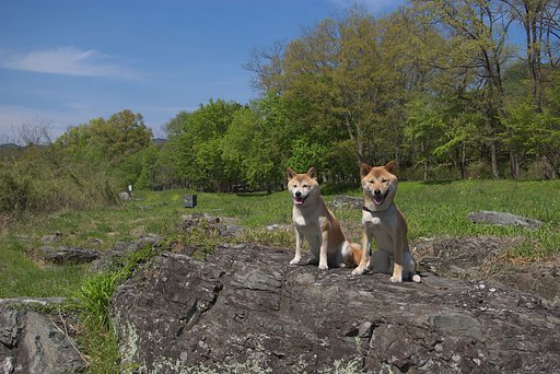 長瀞の新緑と愛犬