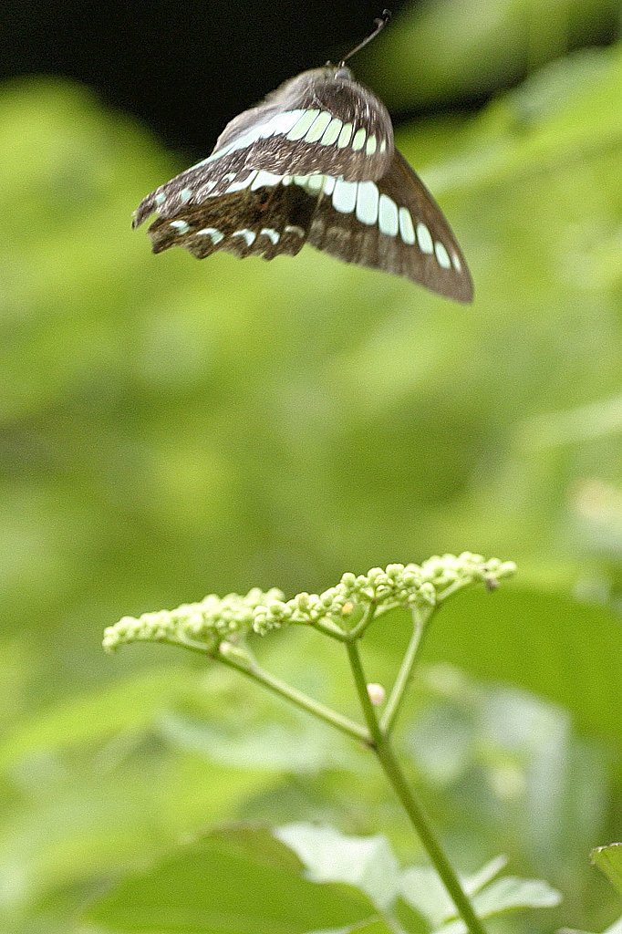 初トライ〜飛翔〜
