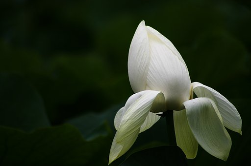 蓮