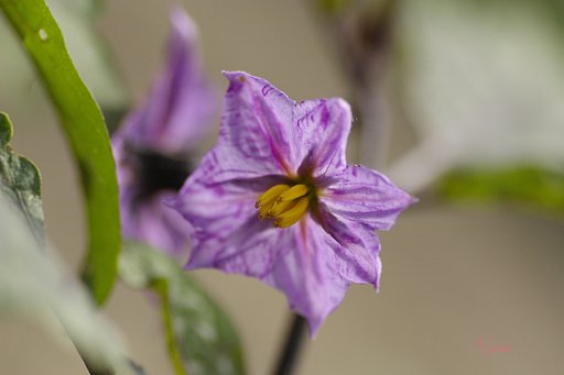 【伝】野菜シリーズよりナスの花