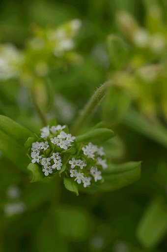密集する花