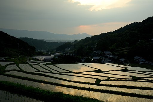 たそがれの棚田