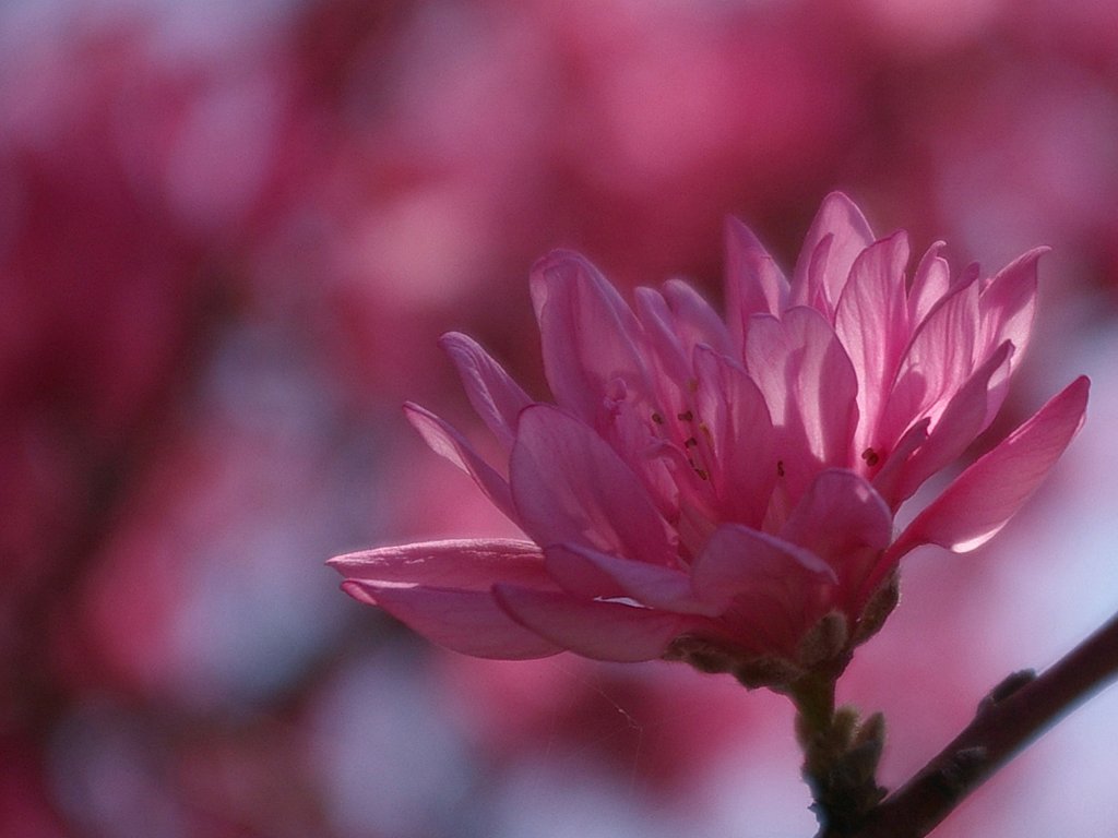菊桃