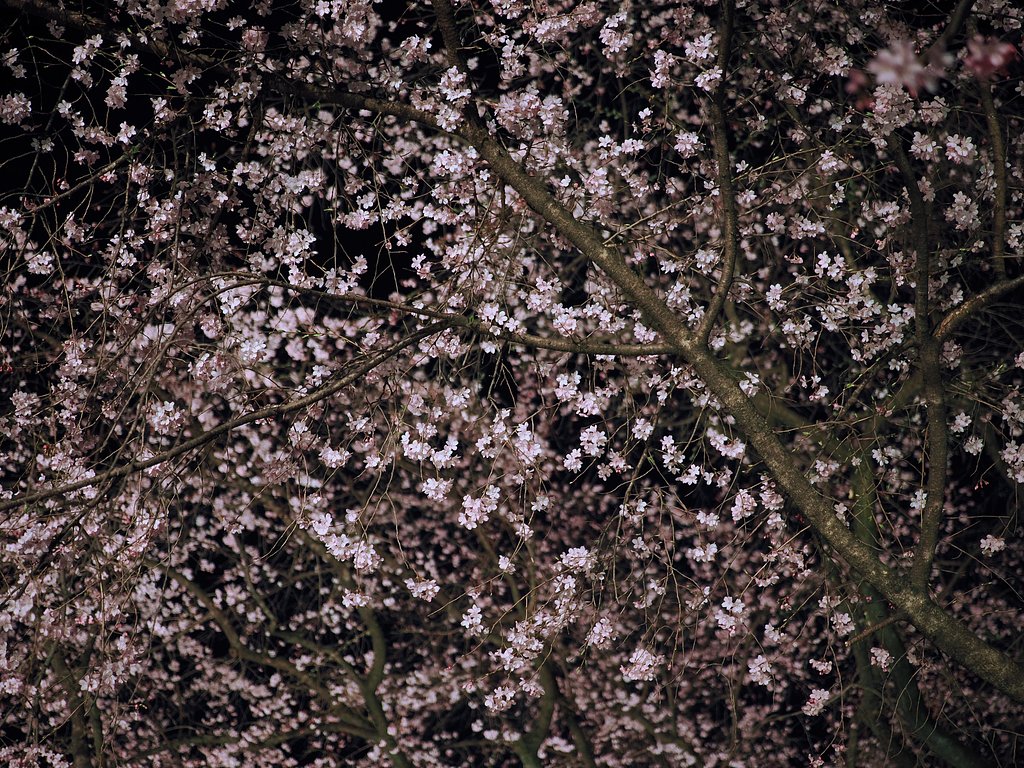 桜に包まれる夜