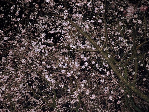 桜に包まれる夜