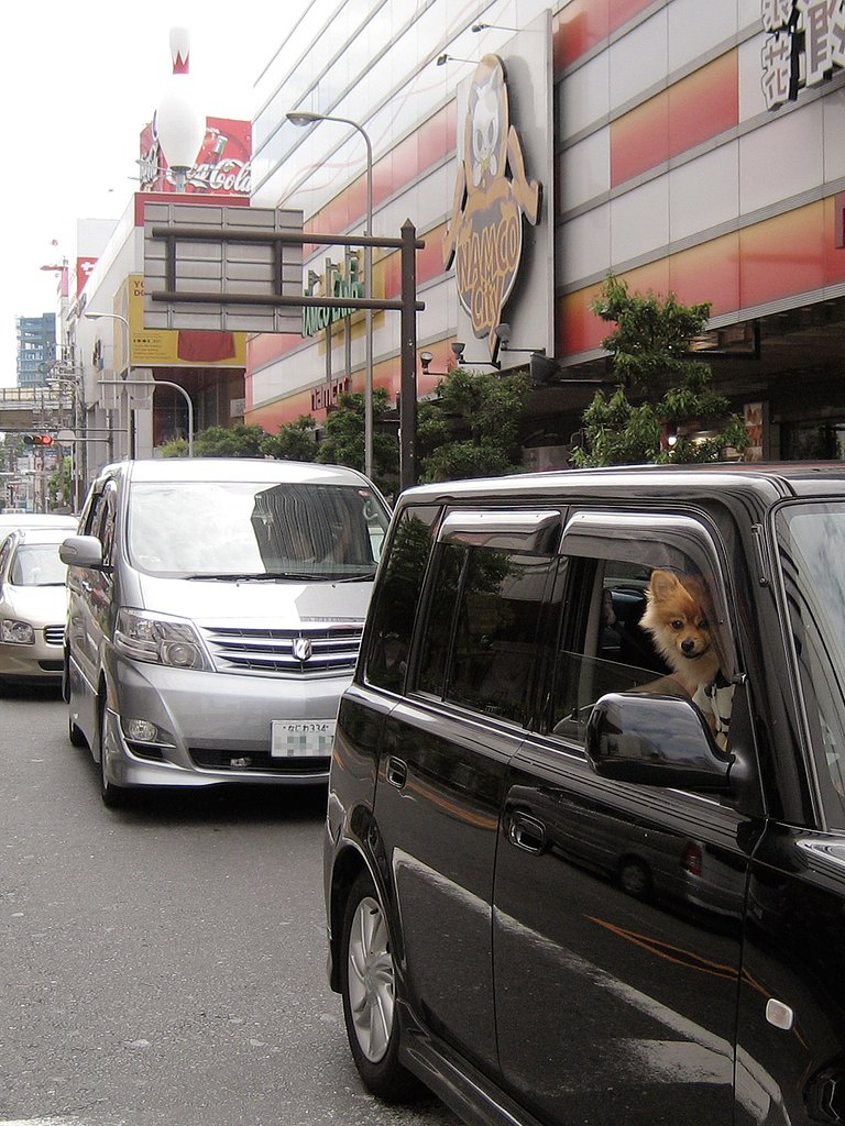 【キタ】市内犬物