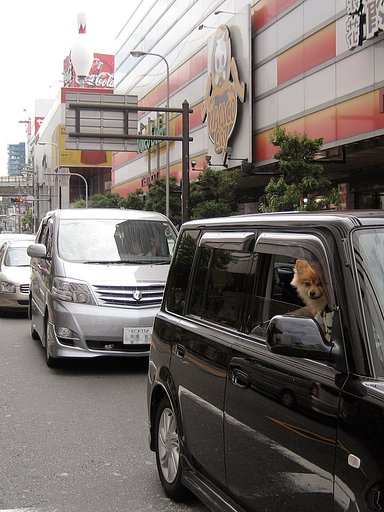 【キタ】市内犬物