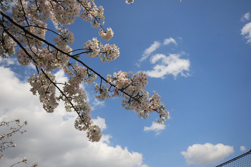空と桜