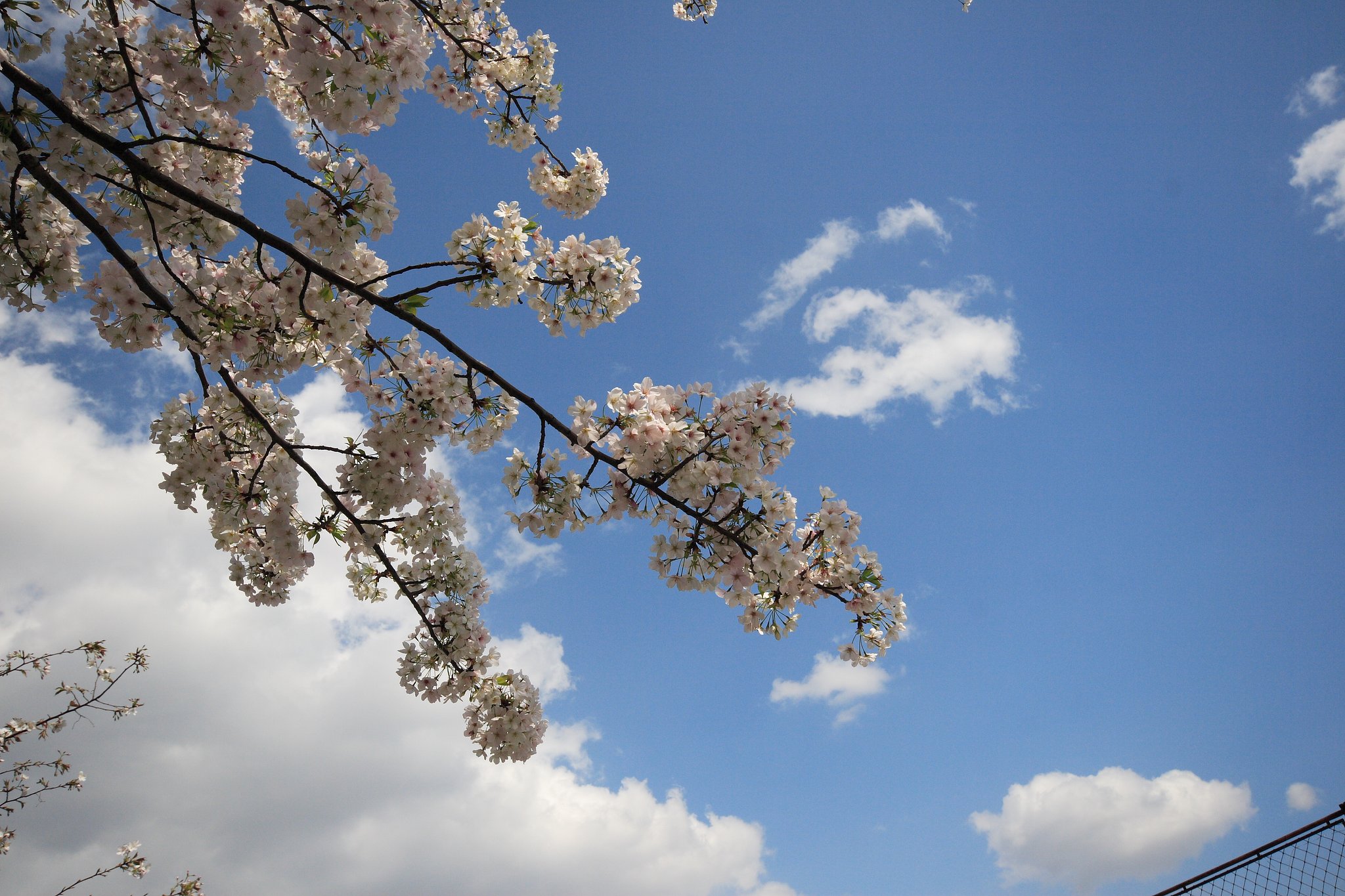 空と桜