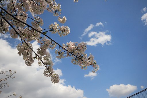 空と桜