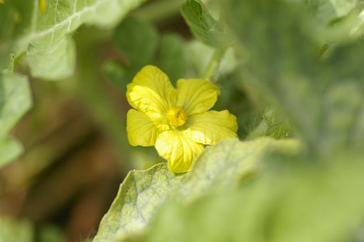 【伝】野菜シリーズよりスイカの花