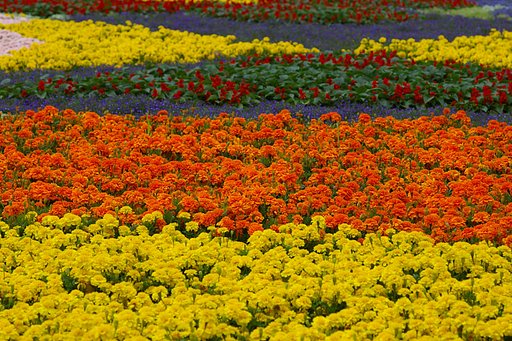 お花畑