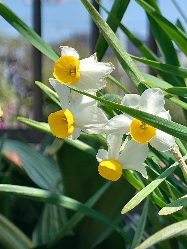 残花