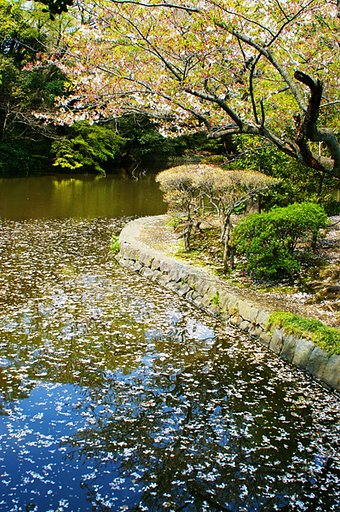 平家池花筏