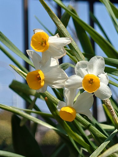 残花−その２
