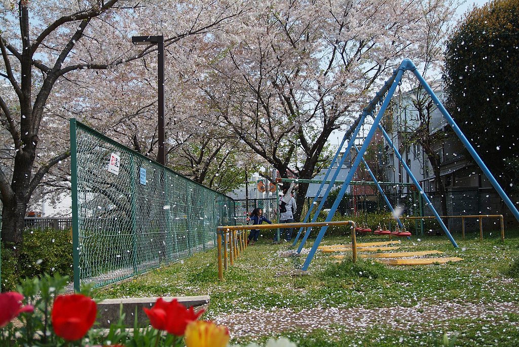 桜舞う