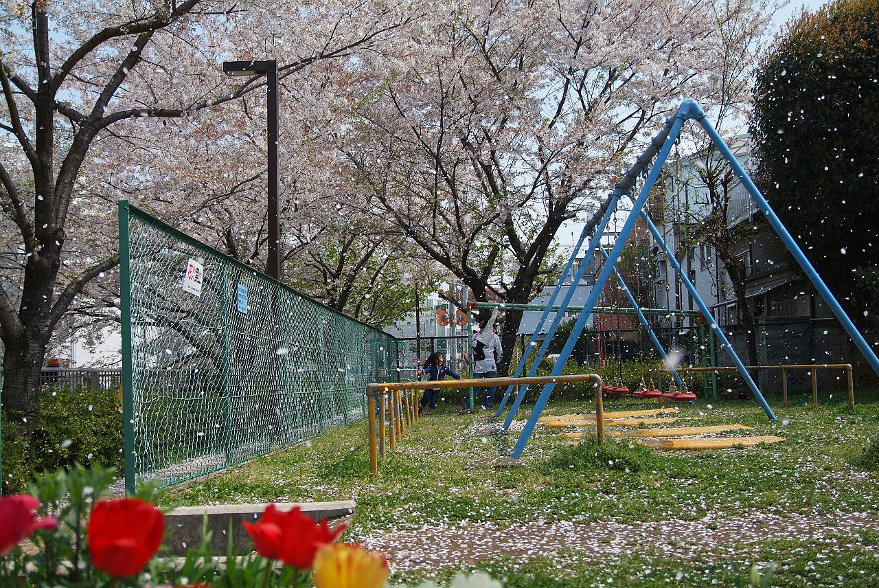 桜舞う