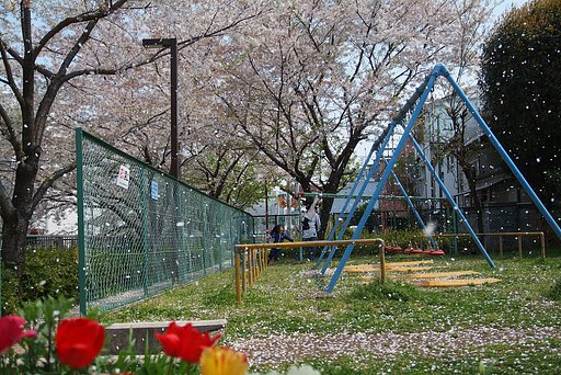 桜舞う