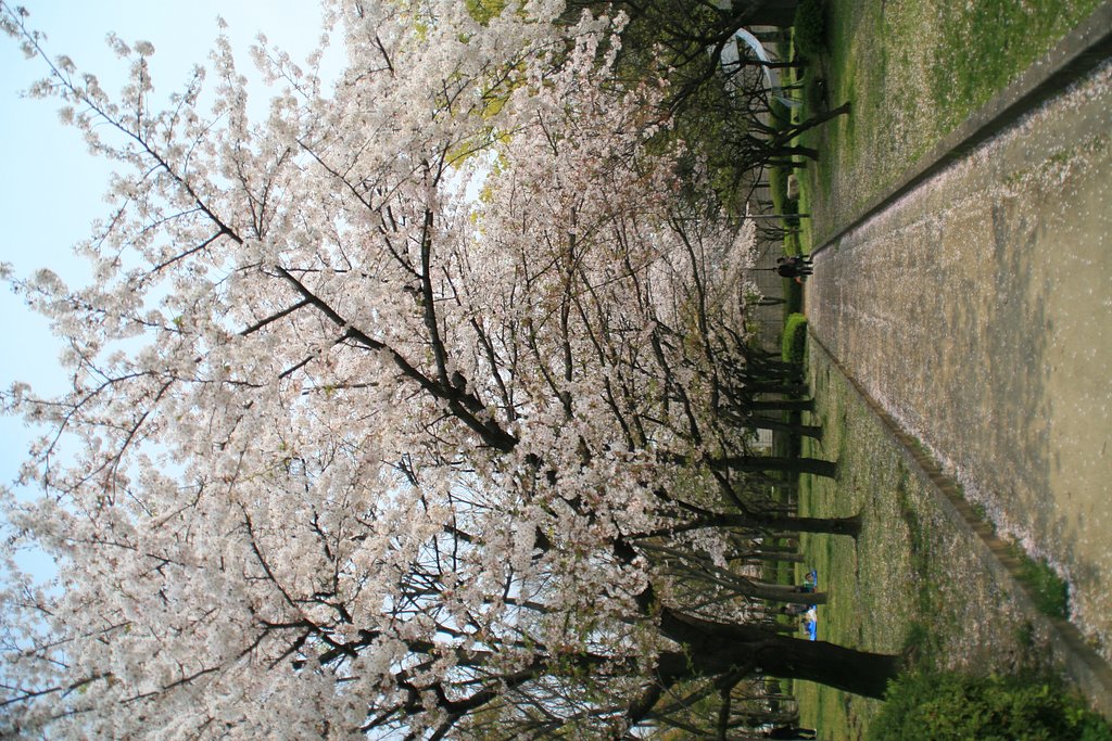 新・男の花道言うことなし