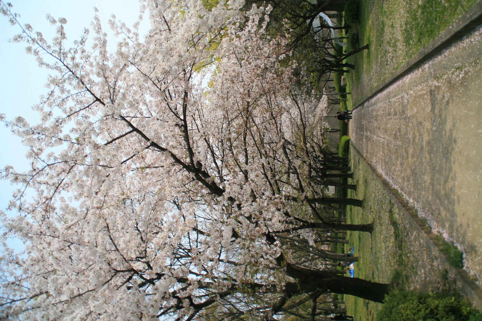新・男の花道言うことなし