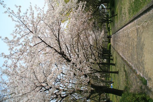 新・男の花道言うことなし