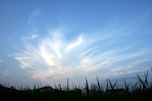 鳳凰飛来