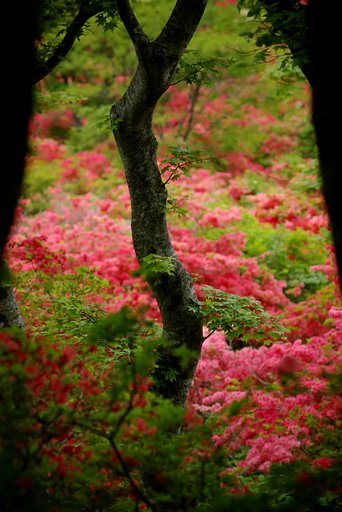 赤く燃える山