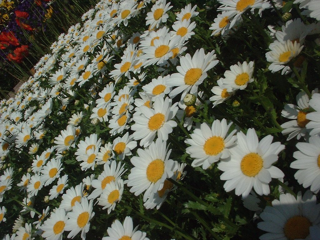 白・黄色