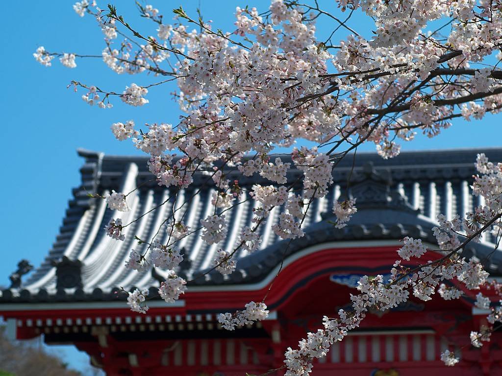 お寺と桜