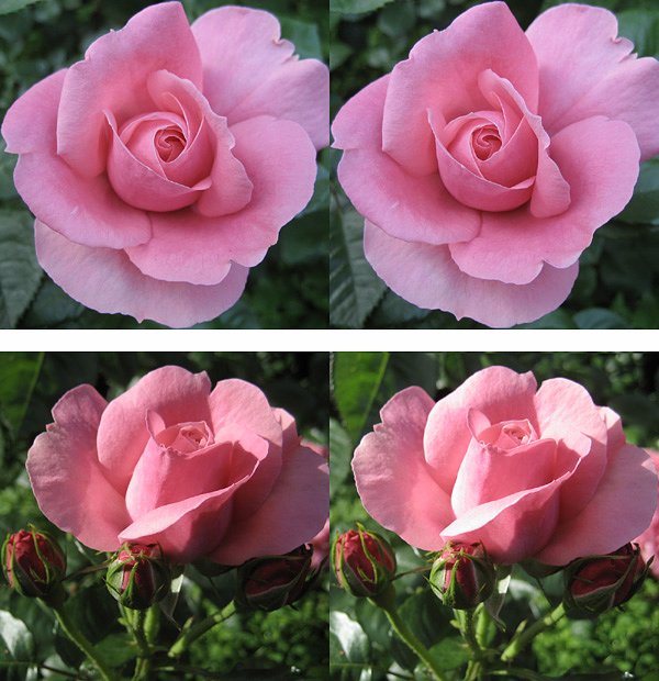 大阪、中之島薔薇園３