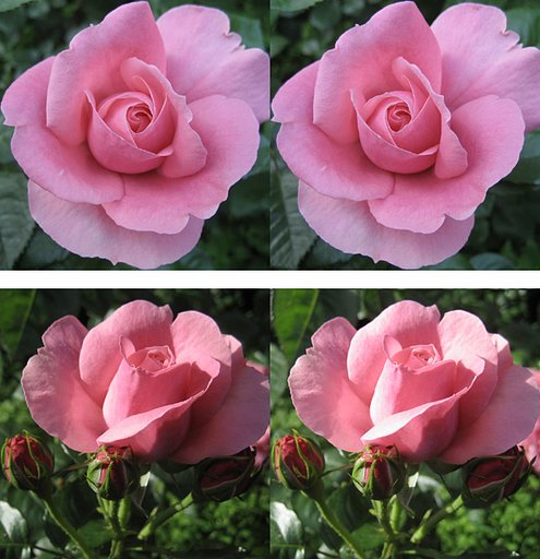 大阪、中之島薔薇園３