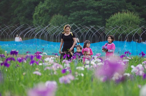 アジサイの方が綺麗だもん