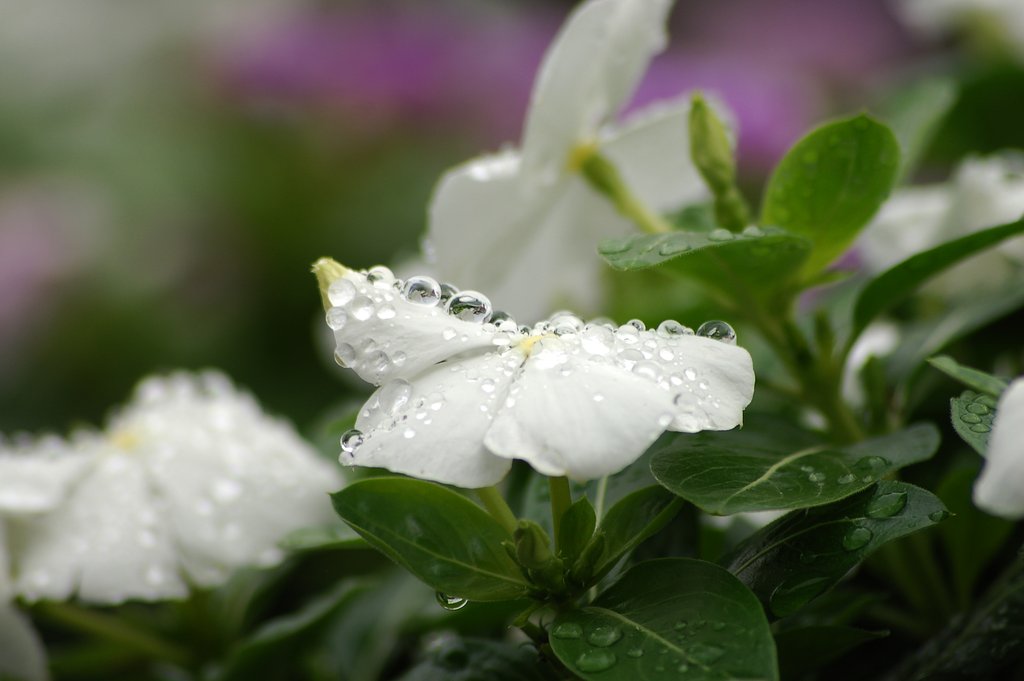 雨あがりの朝