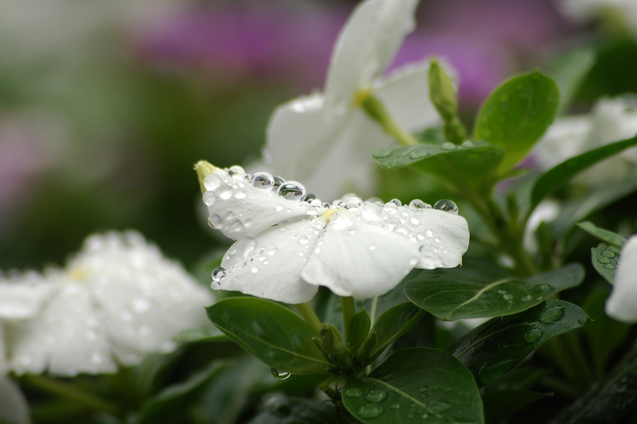 雨あがりの朝