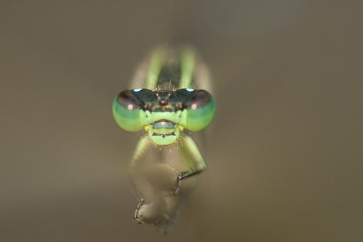 にらめっこ