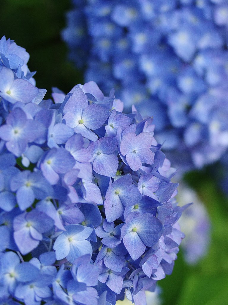 E-10での紫陽花