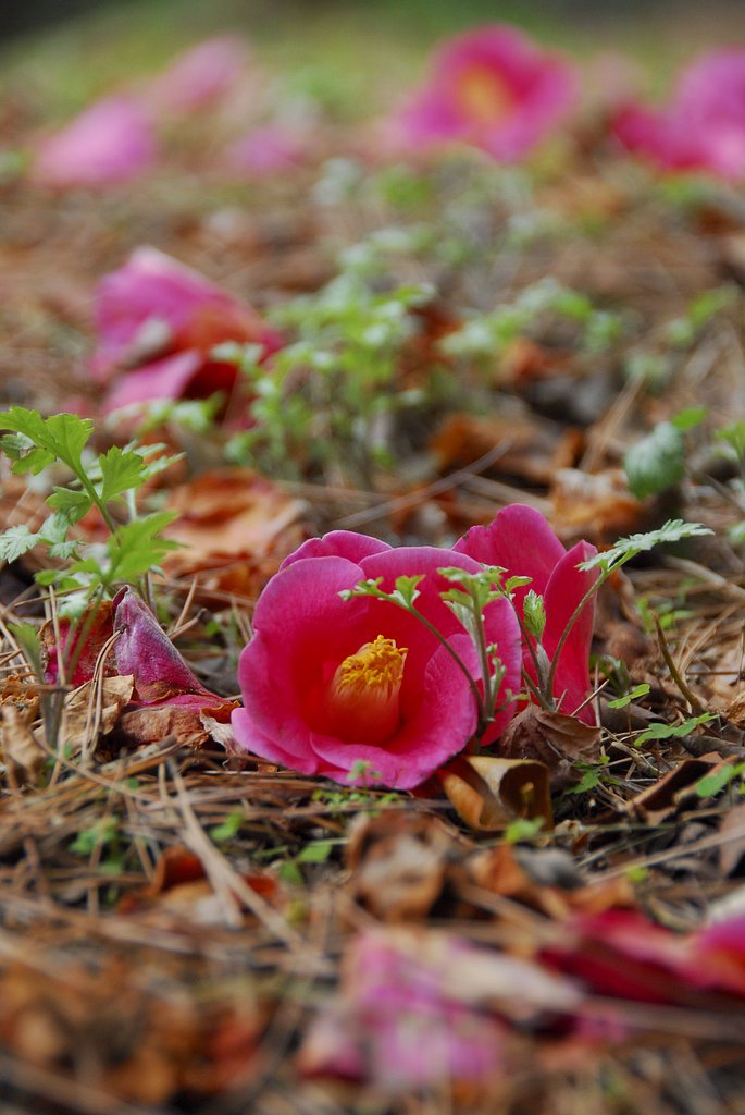 落花と？