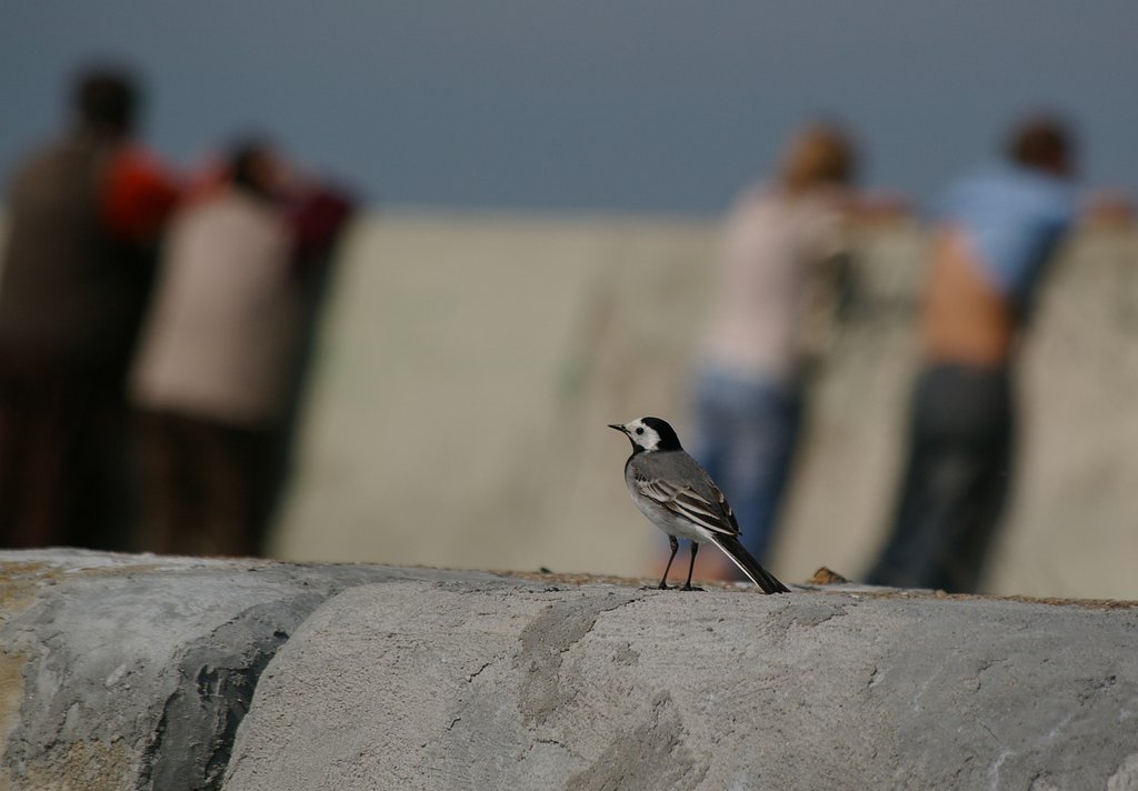 I do not know this bird