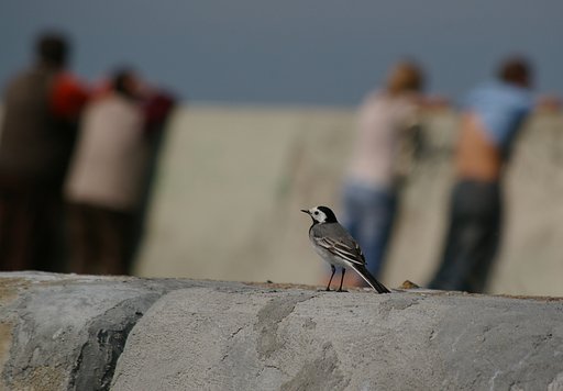 I do not know this bird