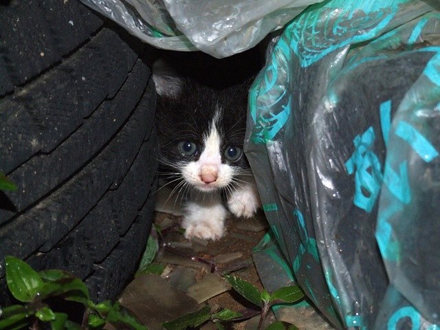 子猫