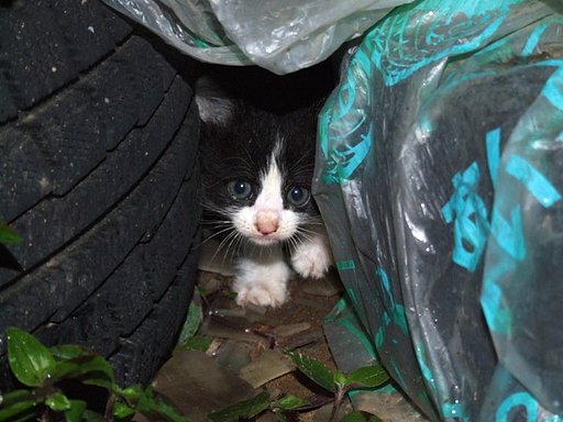 子猫