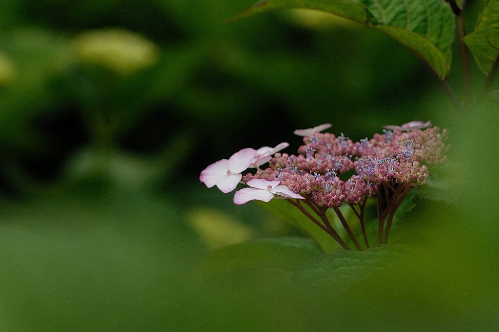 これも？　紫陽花